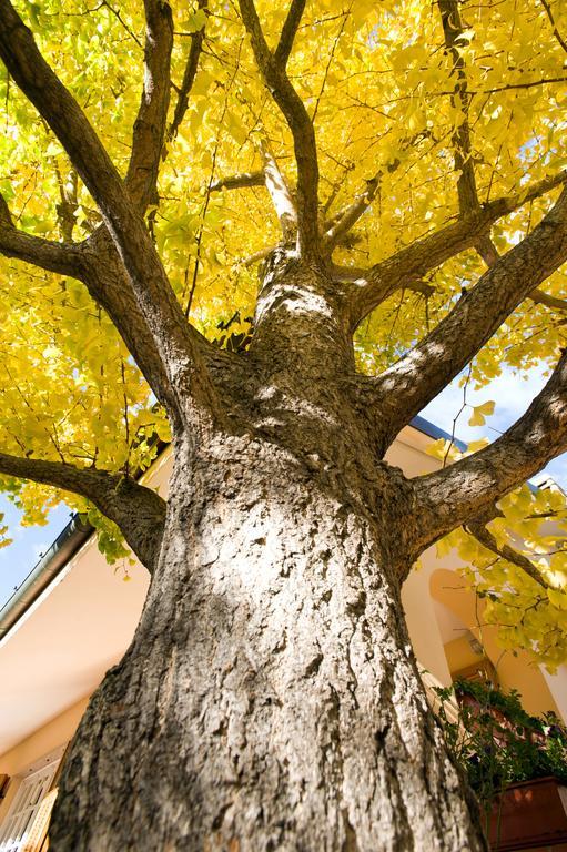 L'Albero Della Vita Ceriale Ngoại thất bức ảnh